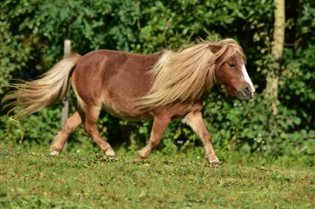 Arabika ROMA miniature shetland horse