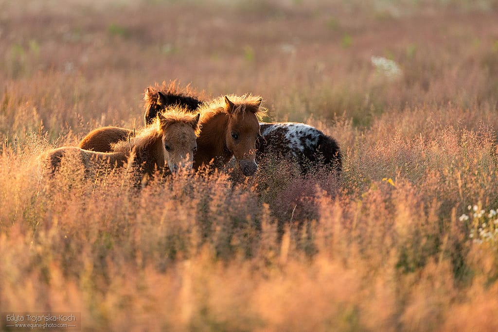 kuce miniaturowe młode