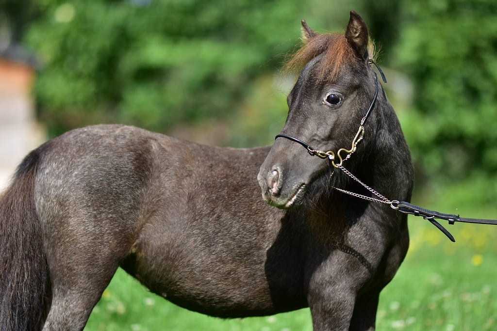 falaeballa Tira Vento FRANCA