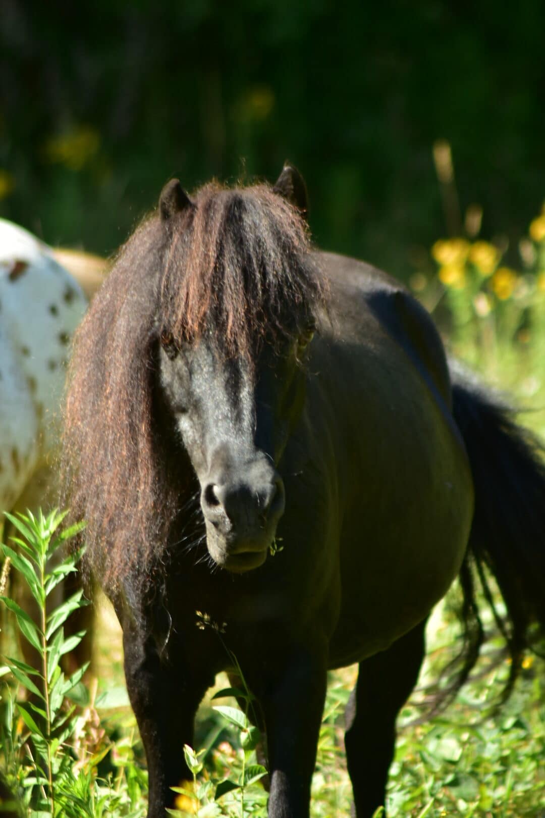 falabella Merrylegs BAFANA BAFANA