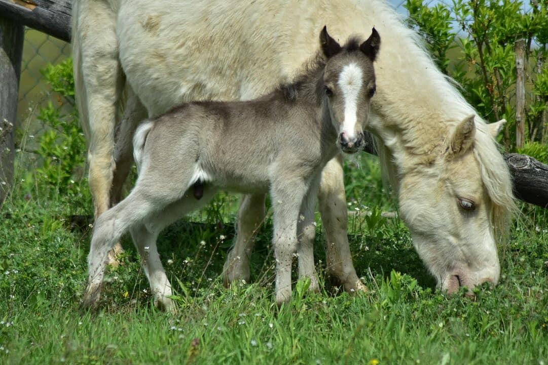 falabella miniaturpferd