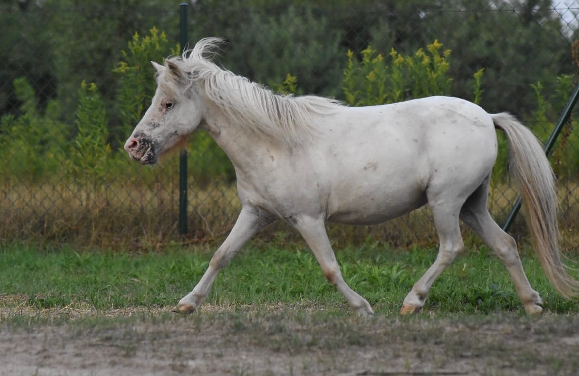 KIKI van stal’t Meleveld miniature appaloosa horse
