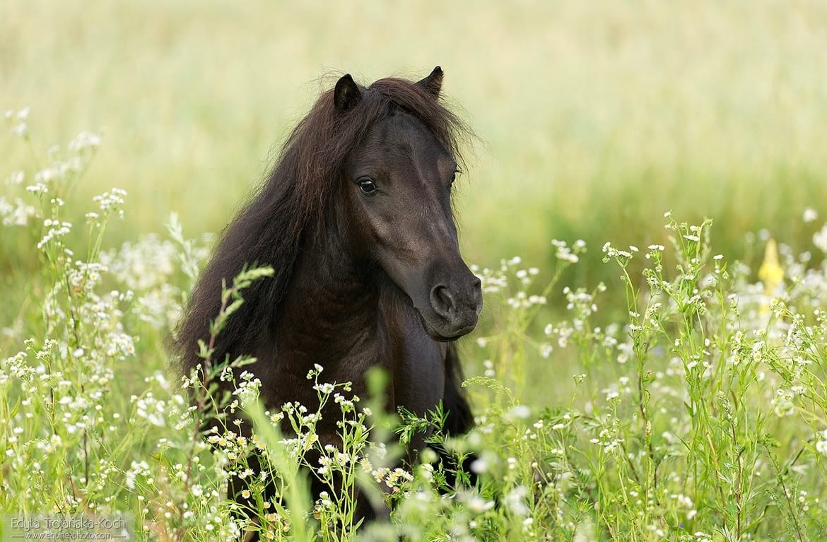 MARCELIENTJE V. Nieuwaal miniature shetland pon