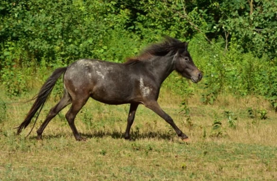 FLORA v. App. de Fradiliaus miniature appaloosa horse