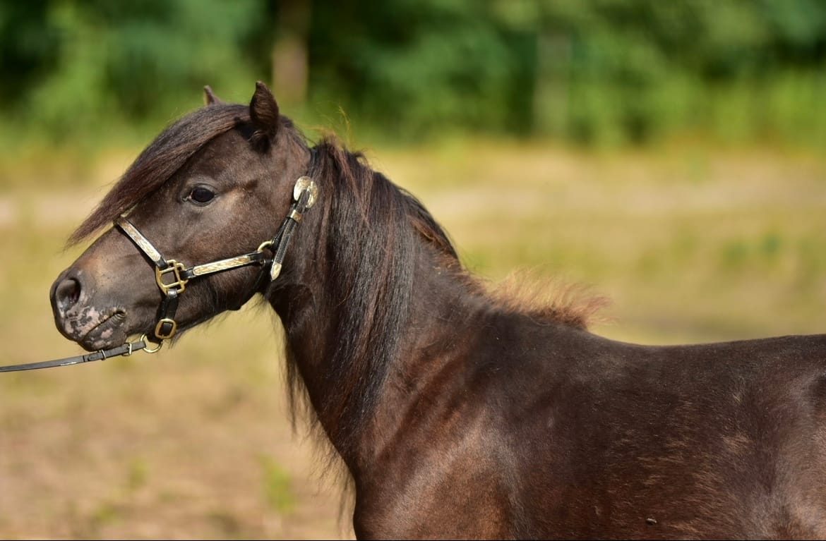 OFIRKA Tira Vento miniature appaloosa horse