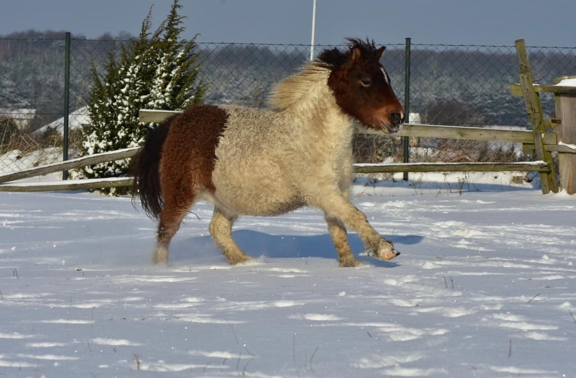miniature curly horse, HAYLA Little Dundee