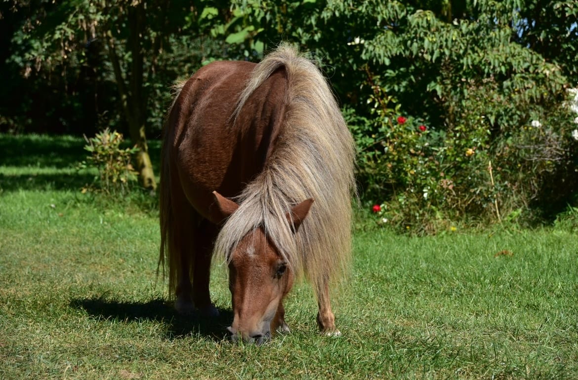 MARLOES V. Valkenblik miniature shetland pony