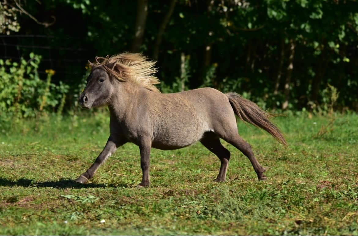 MARYPORT of Chestnut Stable miniature shetland pony