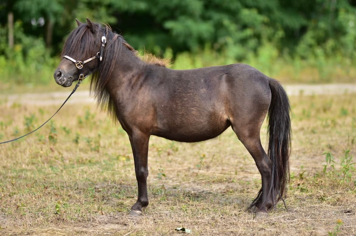 WRONKA Tira Vento miniature appaloosa horse