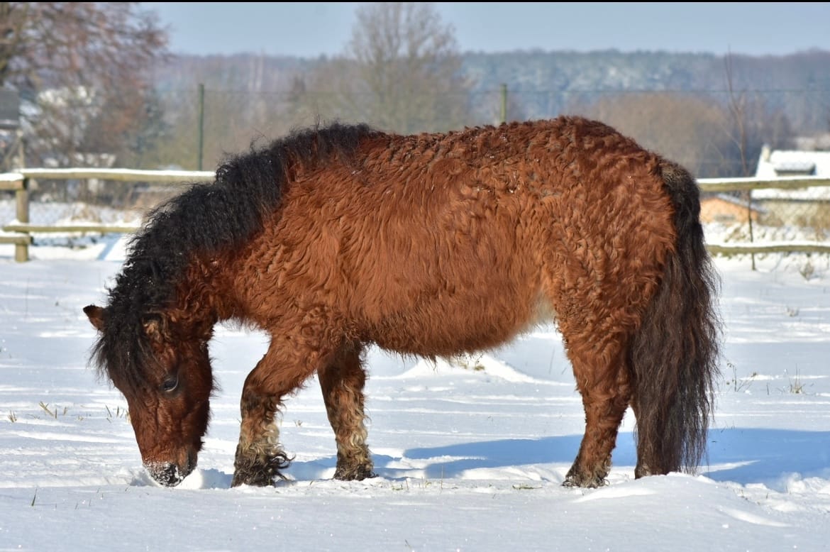 HAVERSE Little Dundee, miniature curly horse