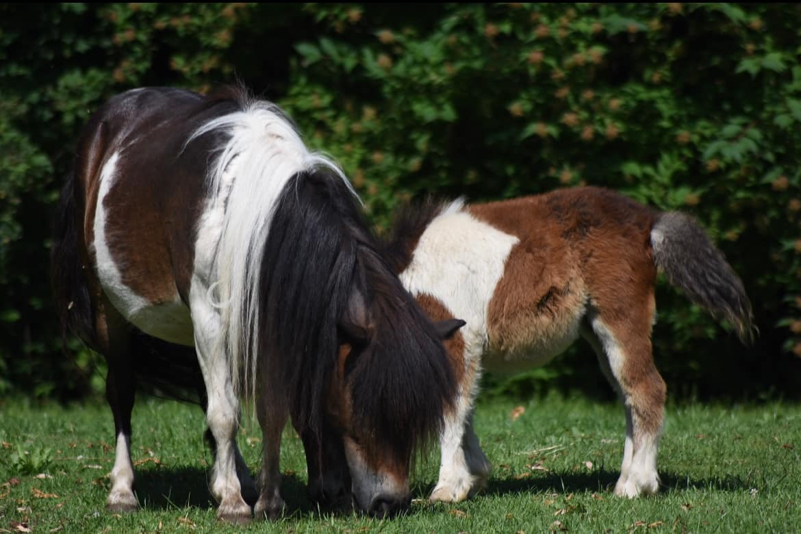 HILKE V.D. Merel miniature shetland pony