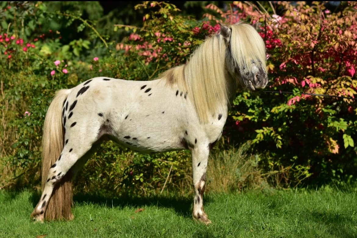 OPAL Tira Vento miniature appaloosa horse