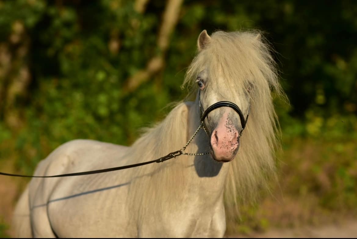 ORION Tira Vento miniature appaloosa horse