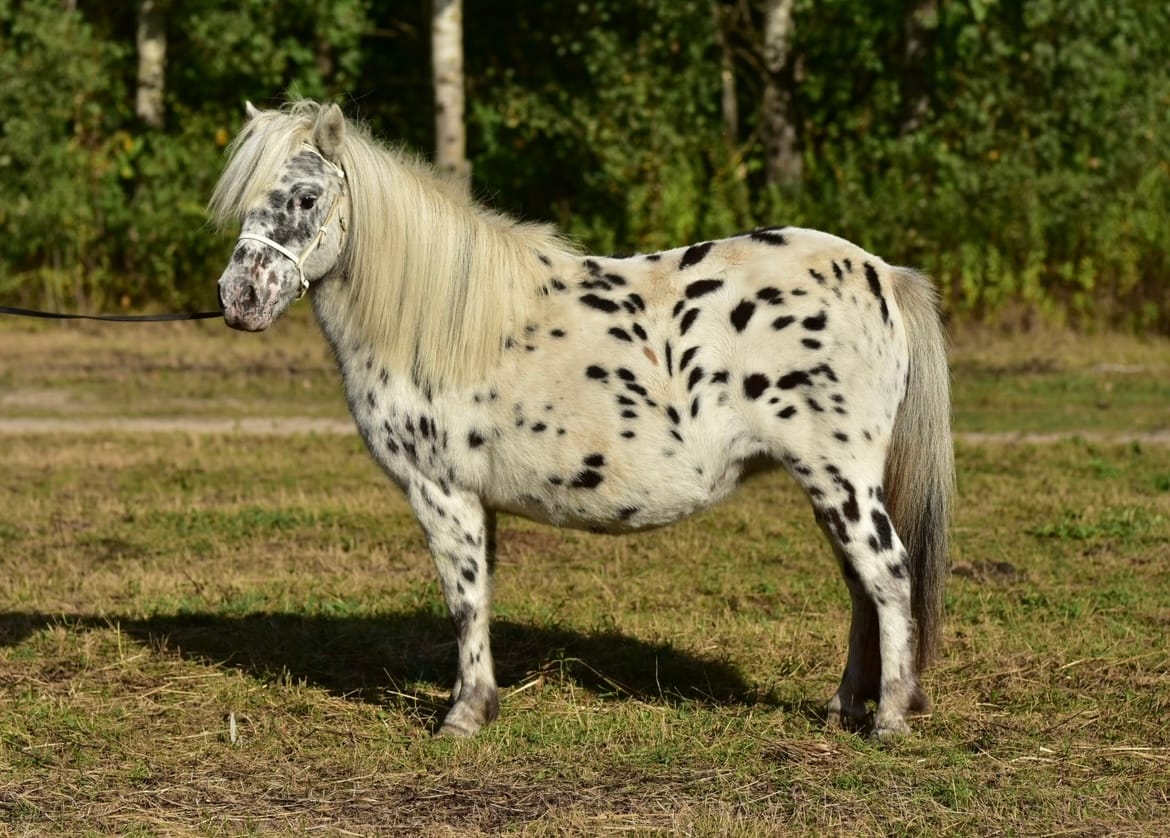 NOA I v. Masnon miniature appaloosa horse