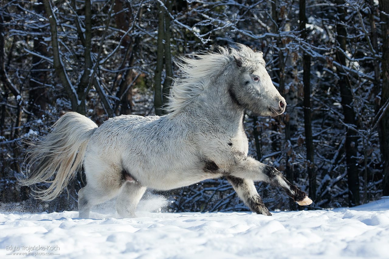 BELERO v. Hillegonda’s Hoeve miniature appaloosa horse