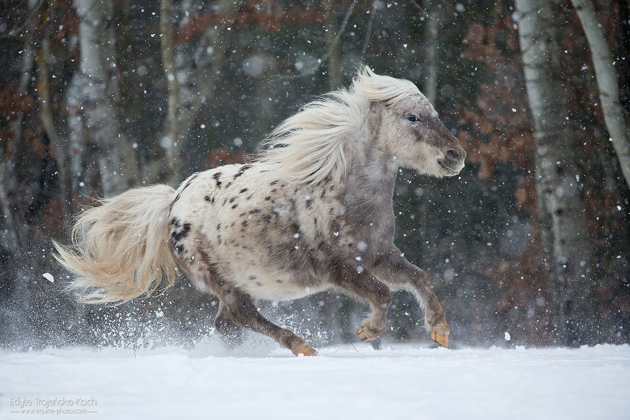 OPRAH van Masnon miniature appaloosa horse