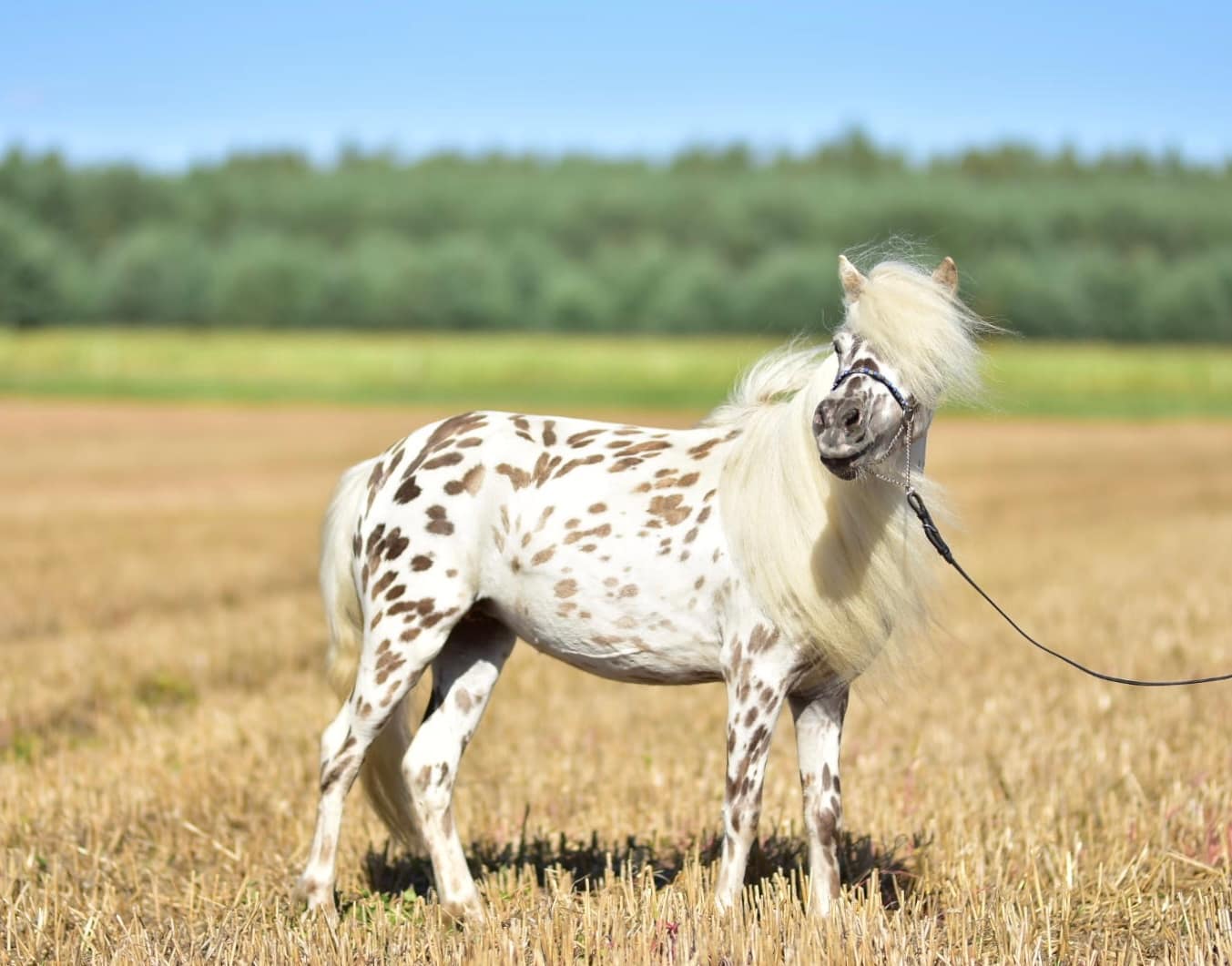 hodowla kucy miniaturowych, ogier