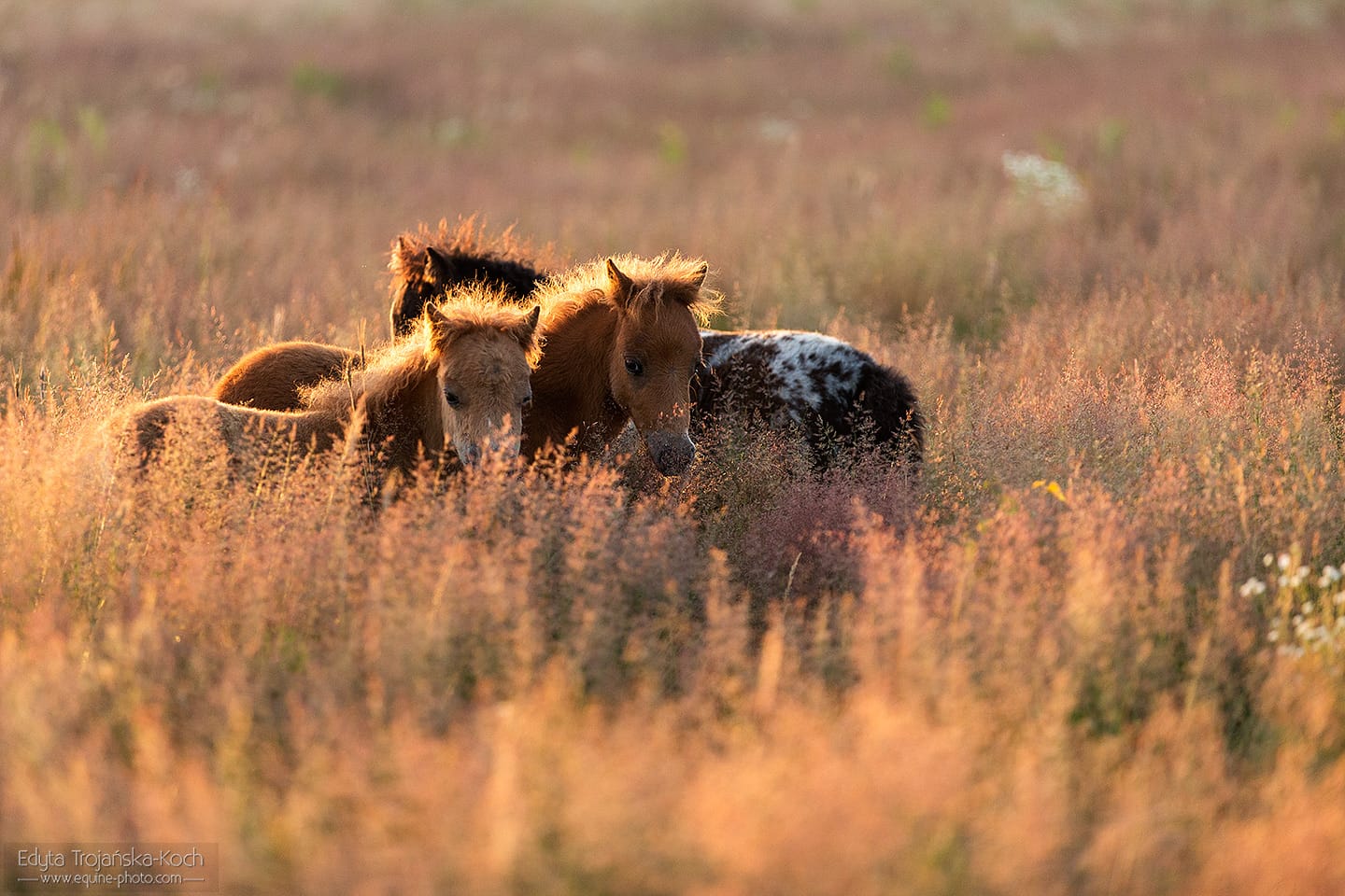 kuce miniaturowe młode