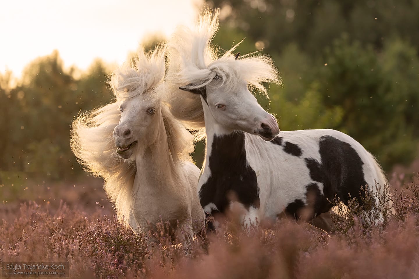 miniaturowe konie miniaturowe kuce