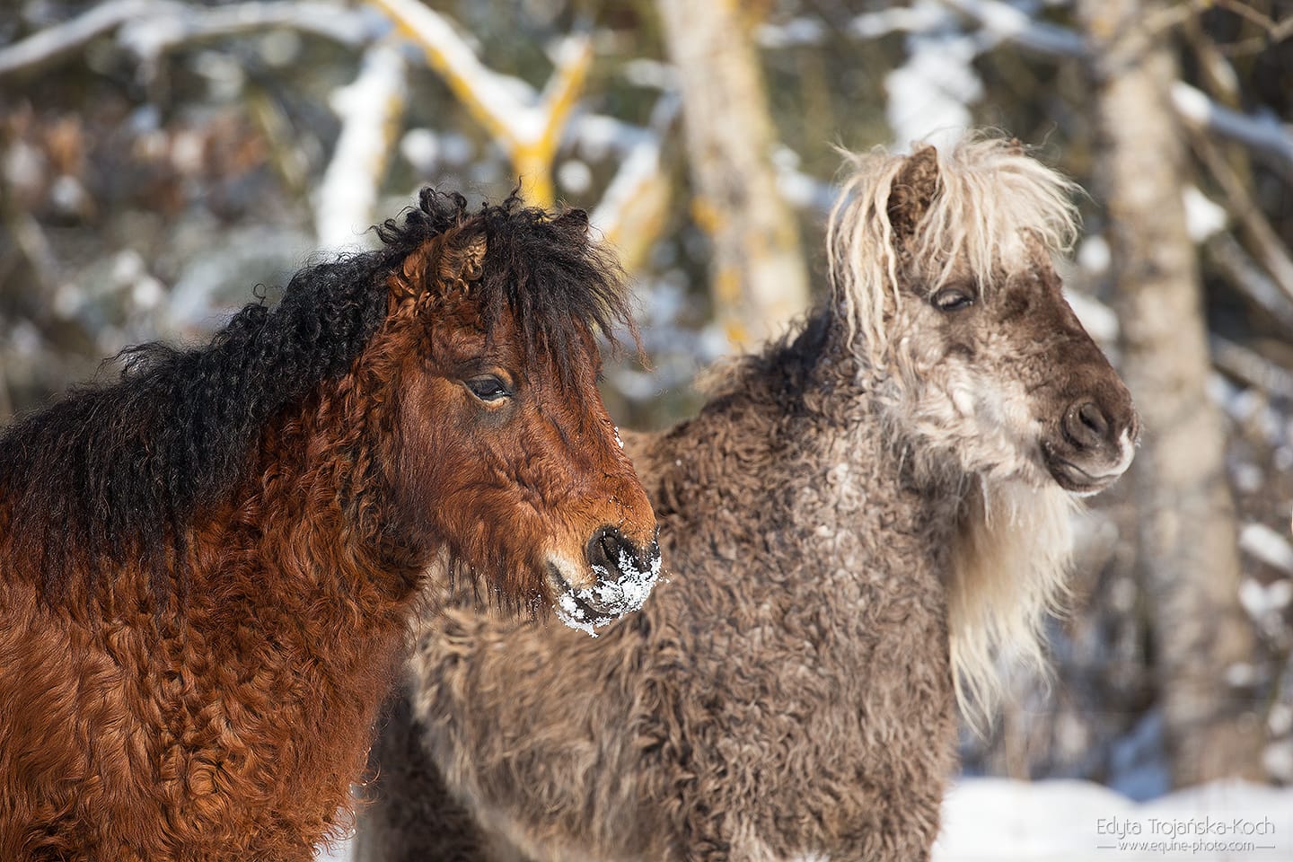 klacze kuce lokowane,