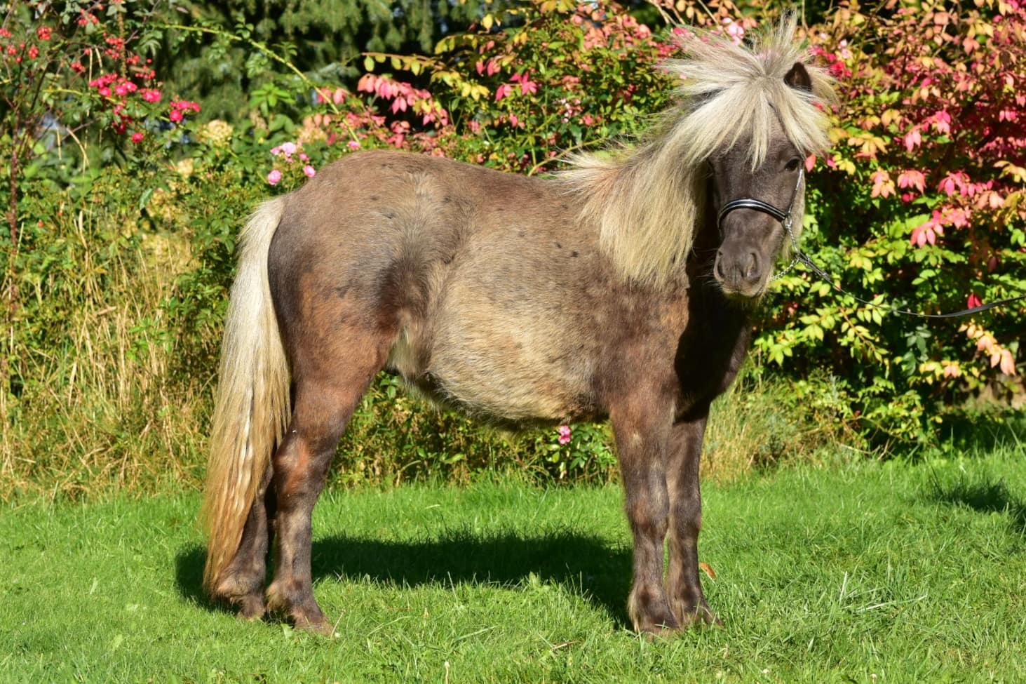 NARUTO miniature pony