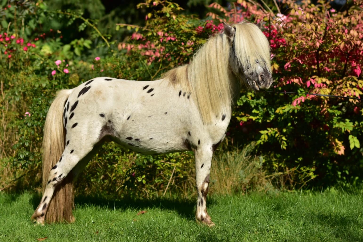 miniaturowe kuce appaloosa