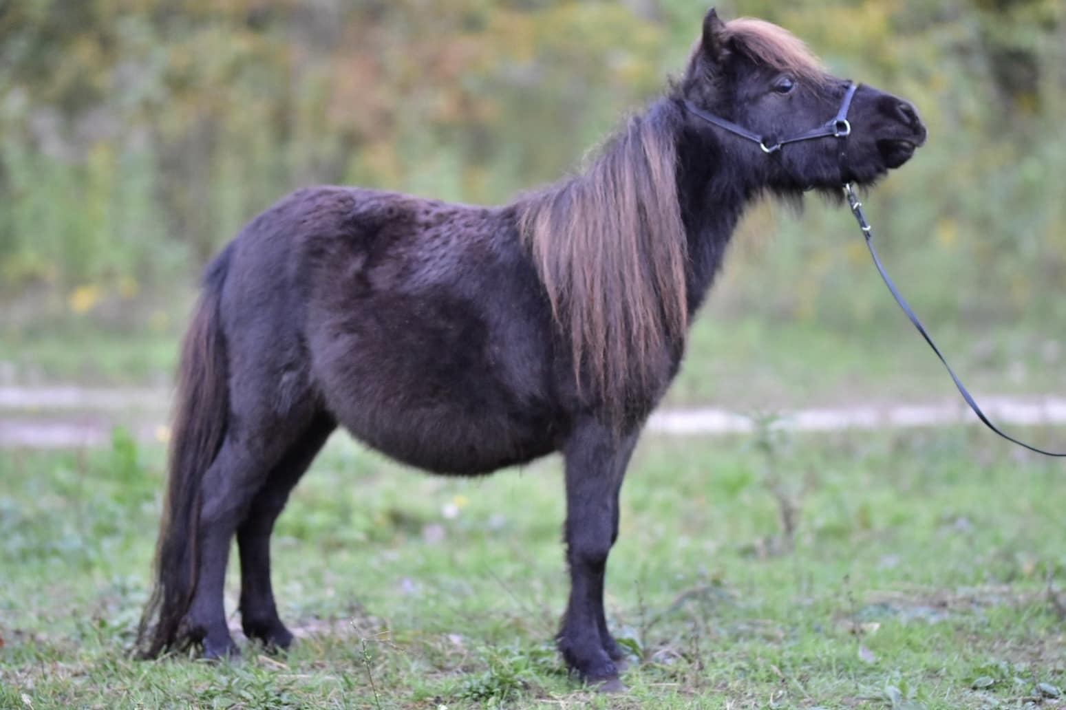 falabella Tira Vento FRIDA
