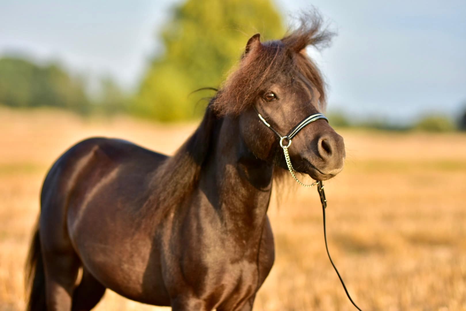 Repko F. OLENTO falabella
