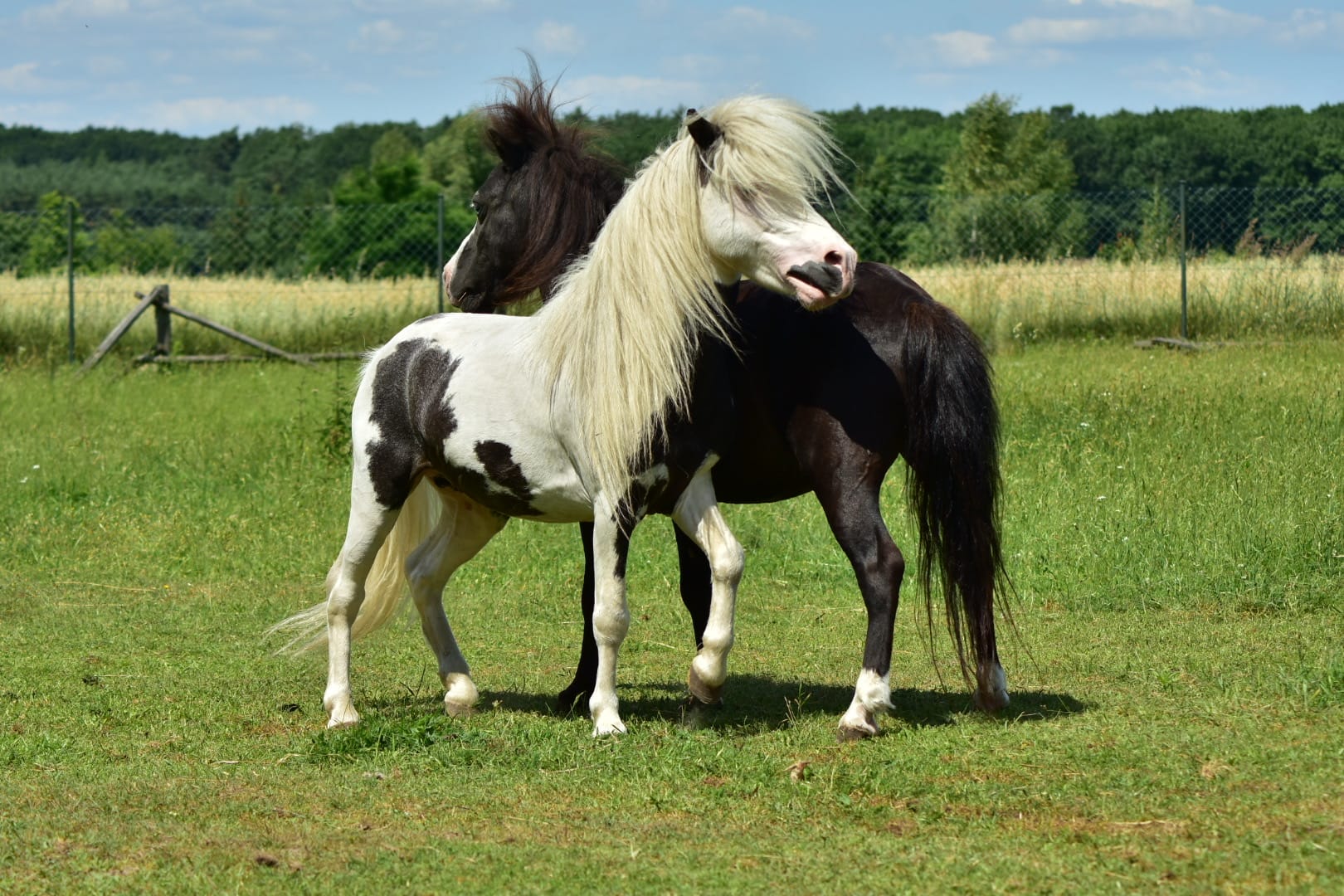 falabella Merrylegs JAVIER FANTASMA CORRIENDO