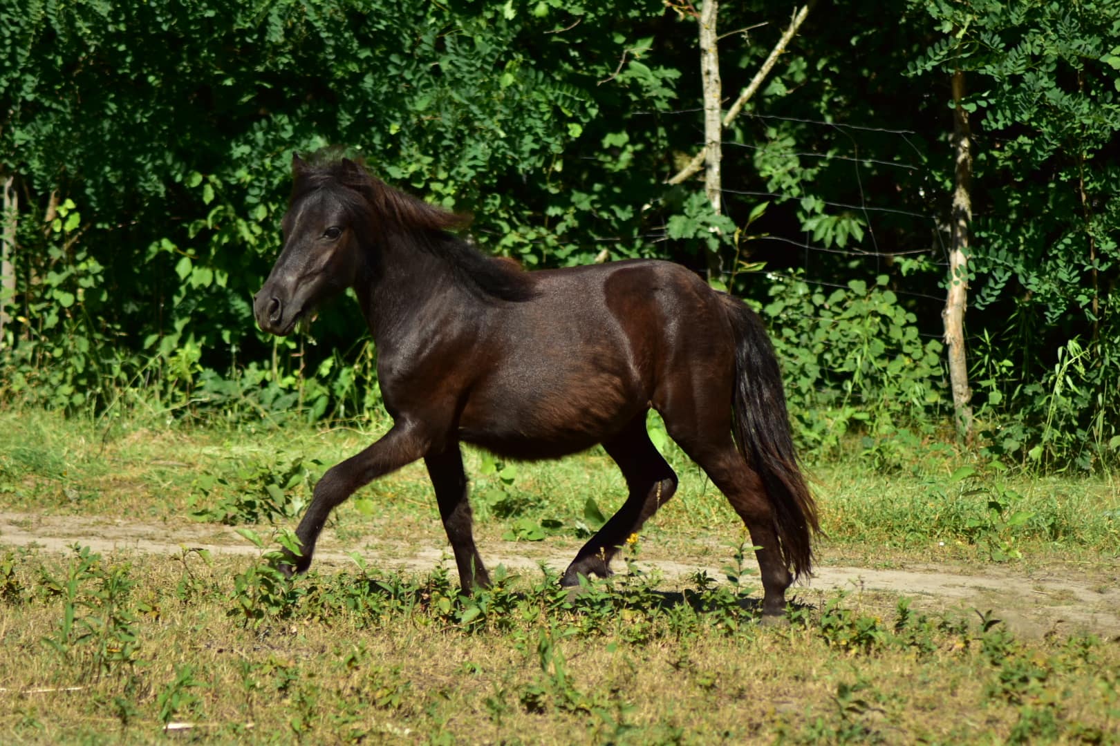 ELFIK Tira Vento miniature curly horse (smooth)