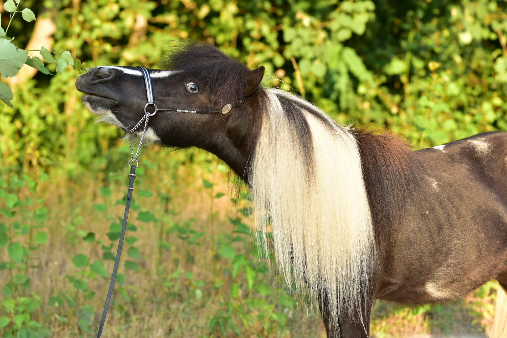 falabella Tira Vento DESTINO