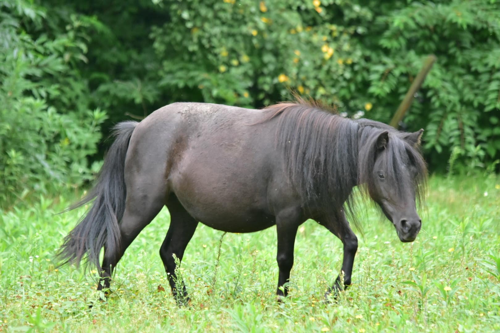 ORKA Tira Vento iniature pony