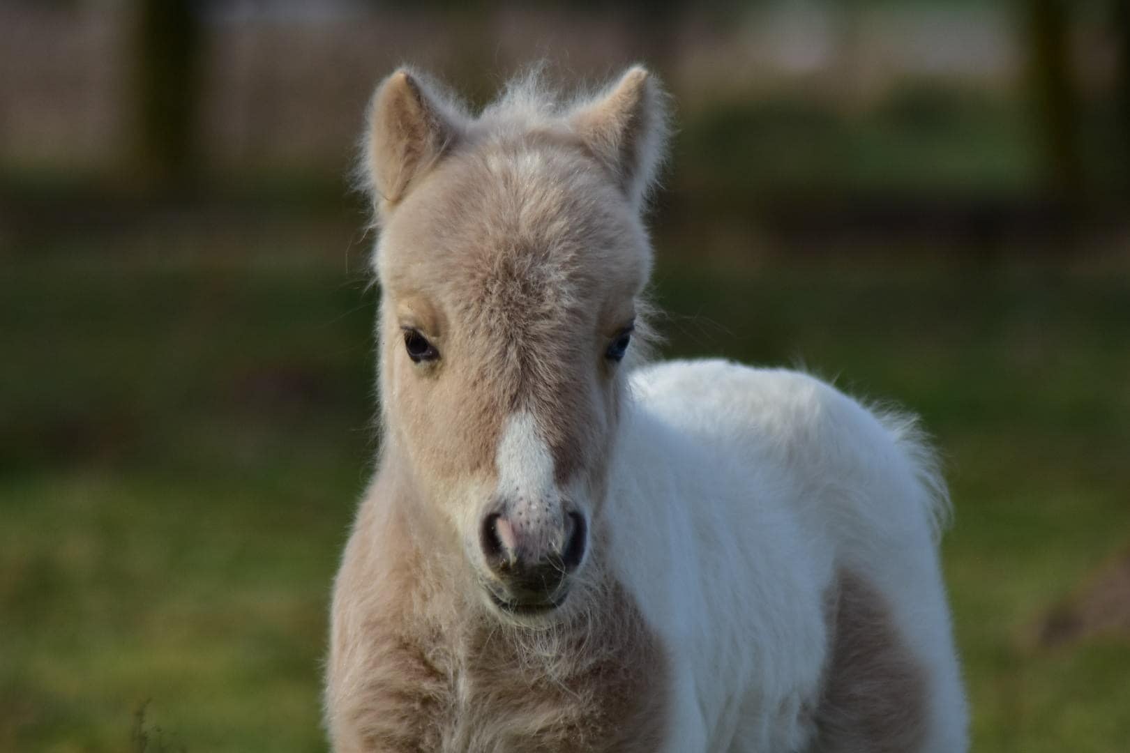 ANTYMON Tira Vento miniature shetland pony