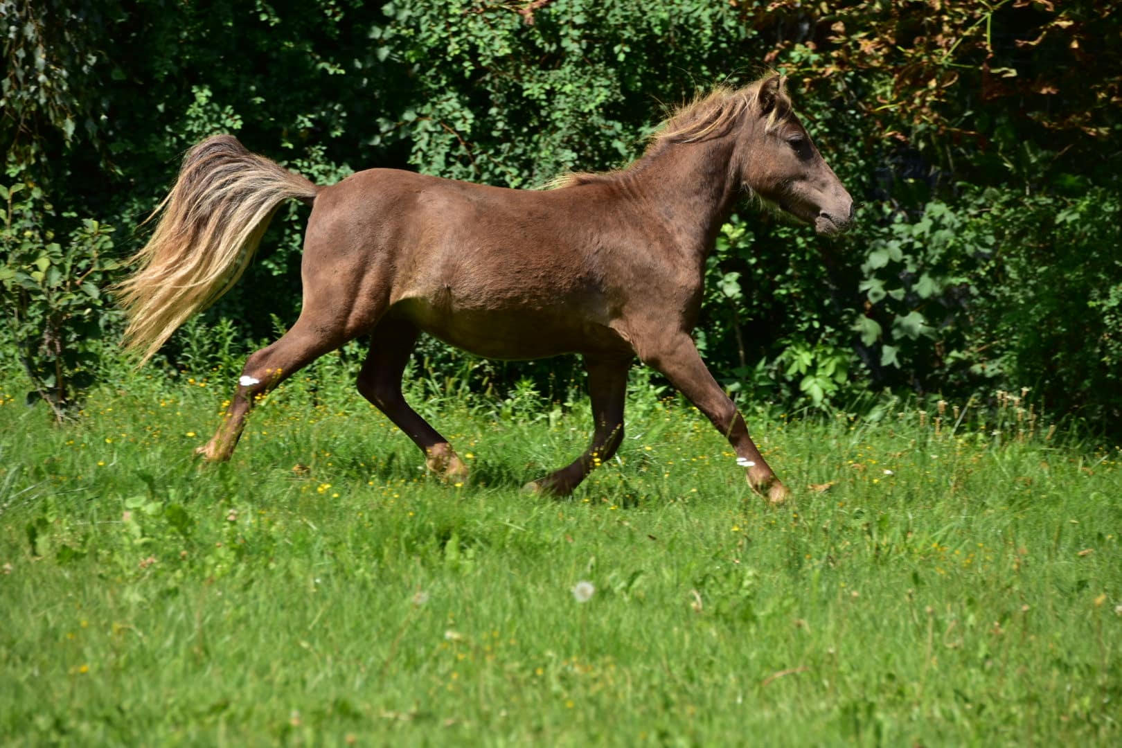 MILLION $$ Tira Vento miniature shetland pony