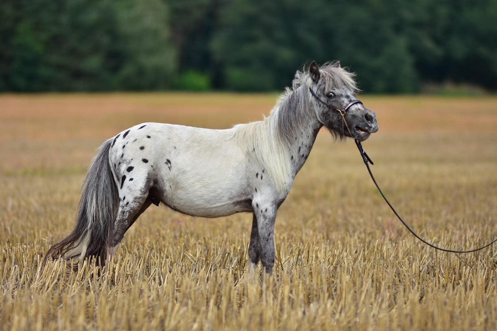 HOBBIT Tira Vento miniature appaloosa horse