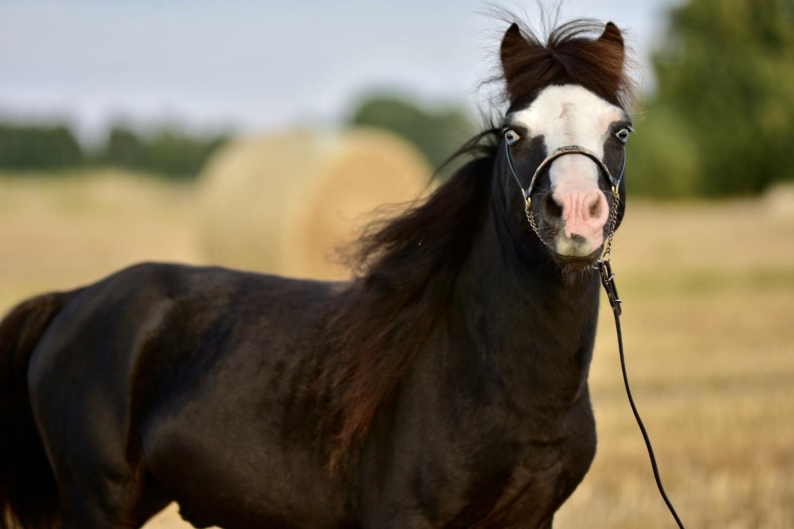 falabella Micatos MONTANA