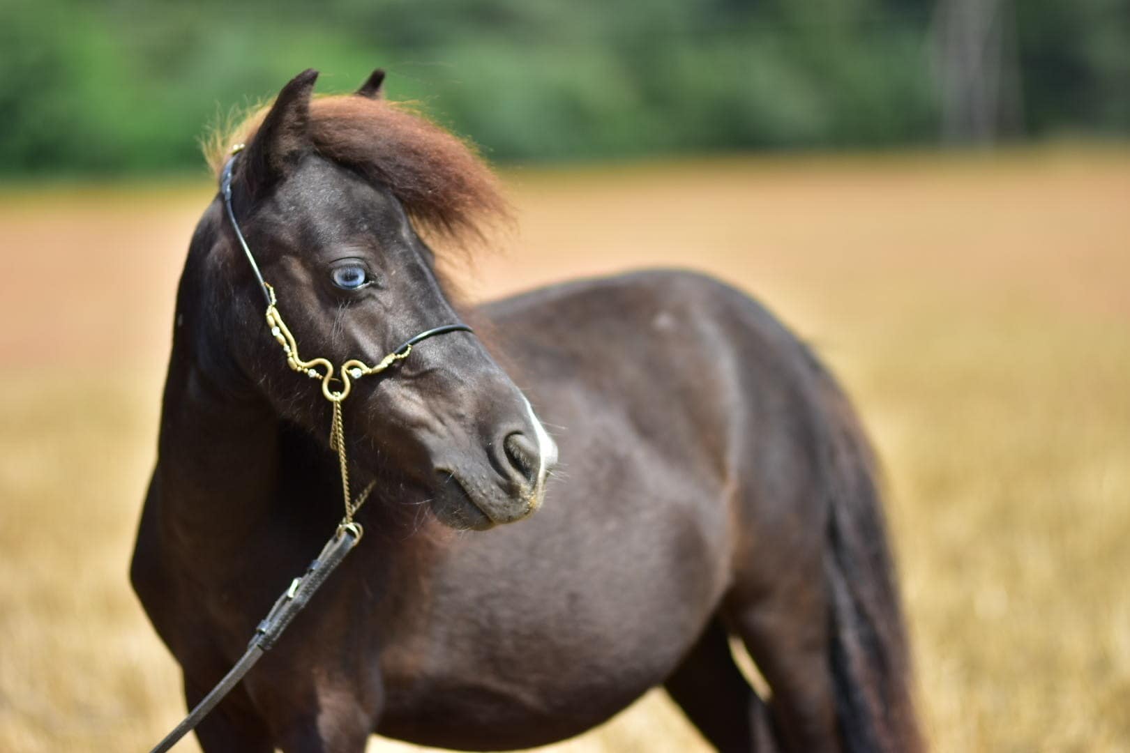 falabella Tira Vento ESTRELLA