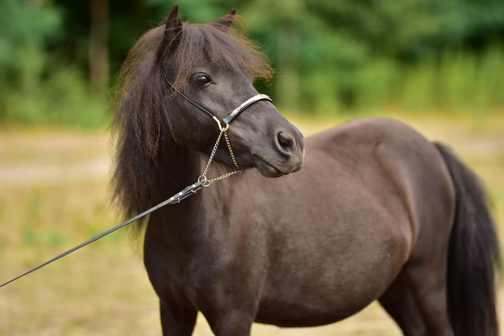 falabella Tira Vento CATALINA