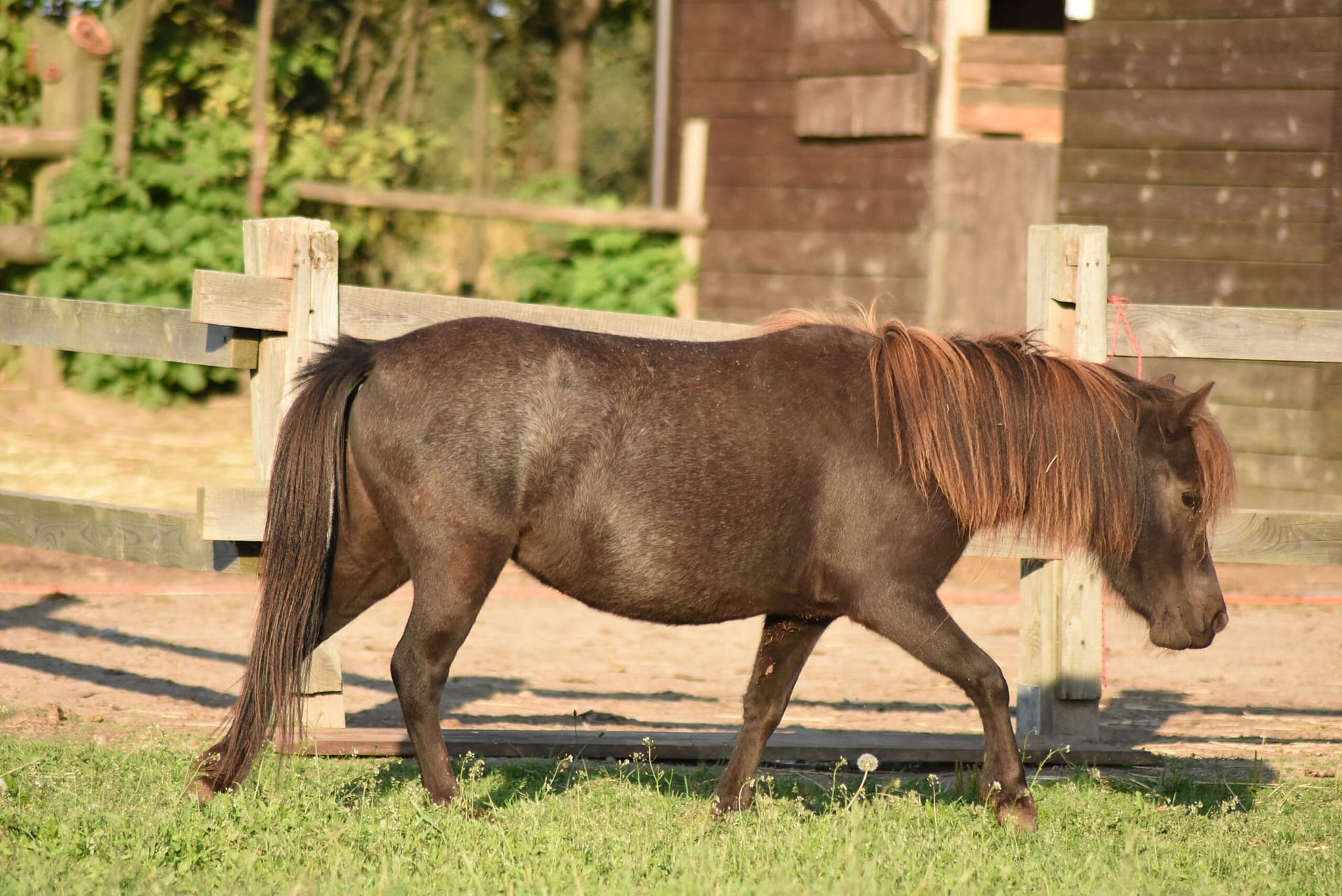 falabella Merrylegs JUBILOSA CHIQUILLA