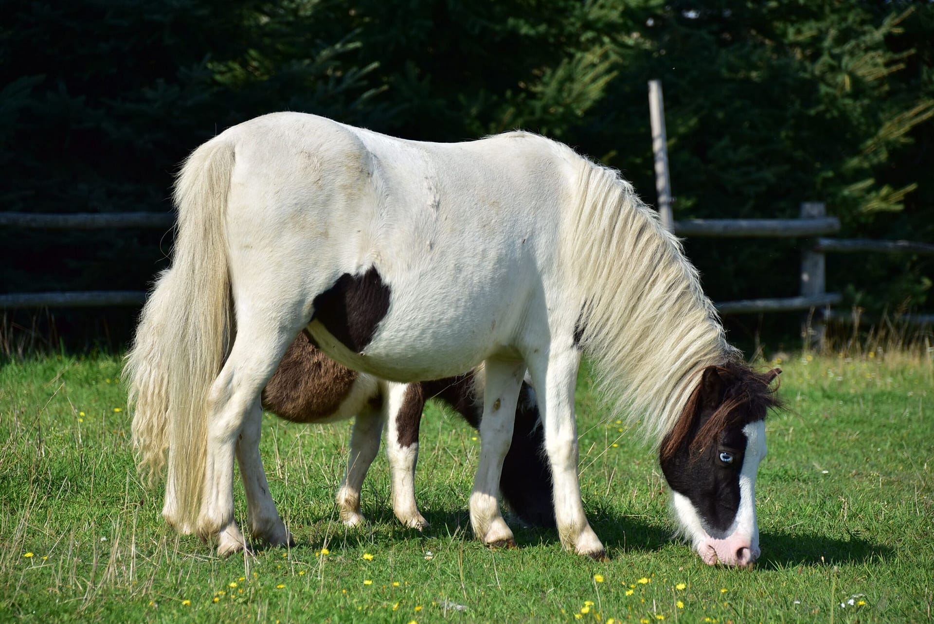 falabella Merrylegs MADELYN
