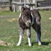 american miniatur horse kaufen