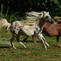 miniatur pferd kaufen