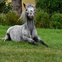 miniature pferd