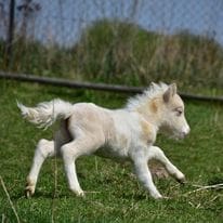 miniatur horse kaufen