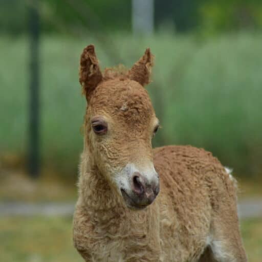 kuc miniaturowy lokowany