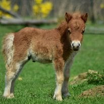 hodowla kucy miniaturowych tiravento 8