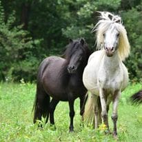 hodowla kucy miniaturowych tiravento 5